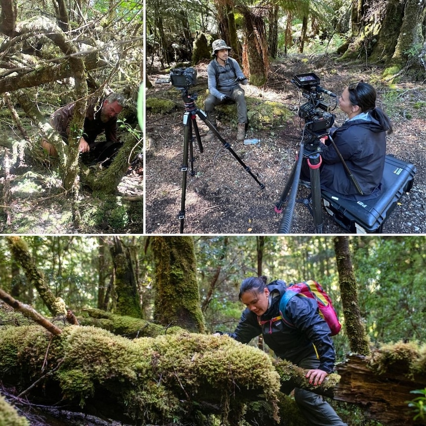 A collage of three photos showing a male and female camera operator crawling over and through dense scrub.