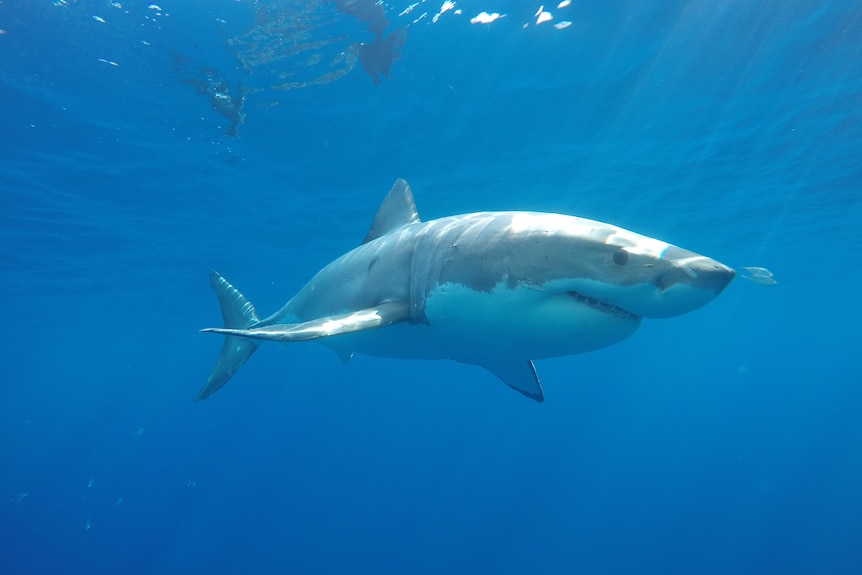 A great white shark in the deep blue sea.