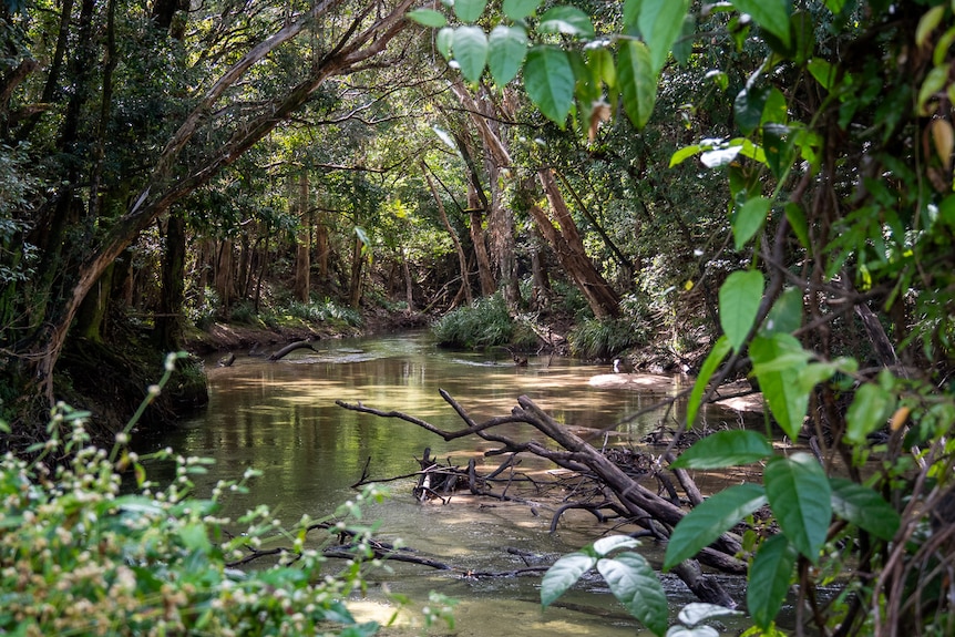 creek with clear water surrounded by trees
