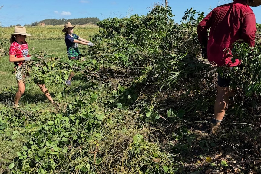 Two young children pulling weeds, man watching on