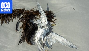 Hundreds of birds have died from avian flu in Australia. What happens next?