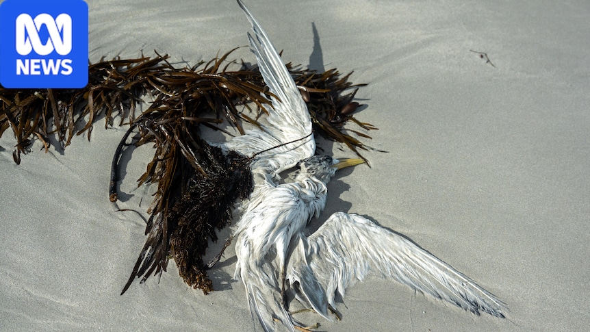 Hundreds of birds have died from avian flu in Australia. What happens next?