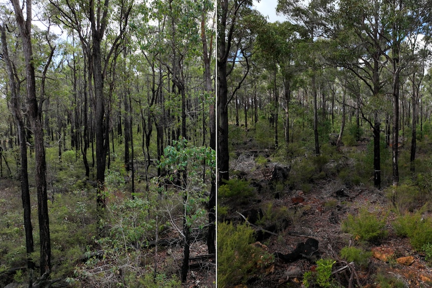 Compare forests