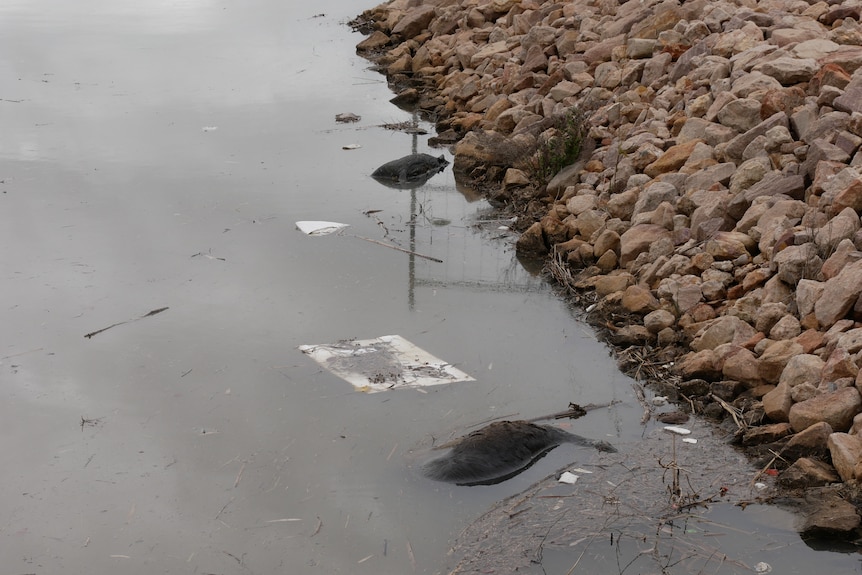 Two kangaroo bodies in the water
