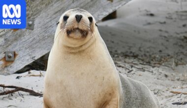Fears for sea lions after mass bird mortality events at breeding grounds