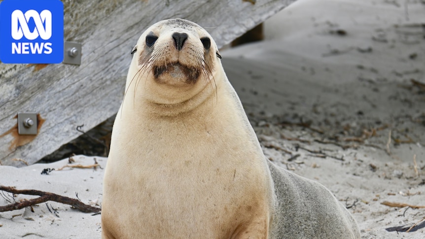 Fears for sea lions after mass bird mortality events at breeding grounds