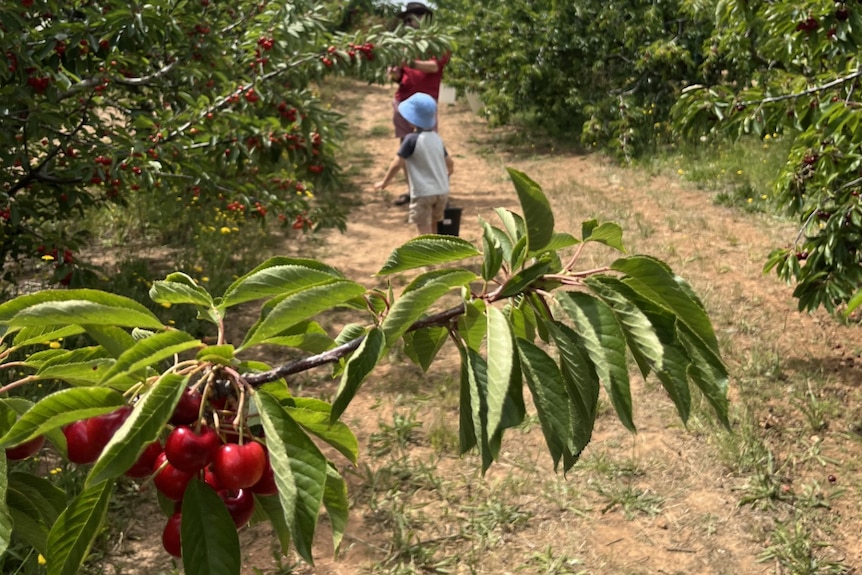 A child and father in a cherry orchard