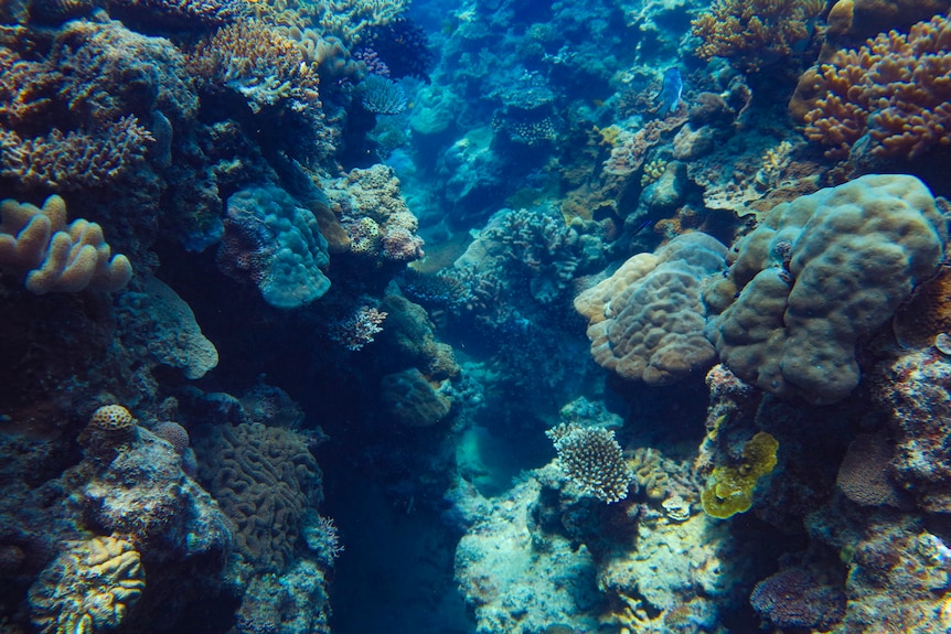 brightly coloured coral reef