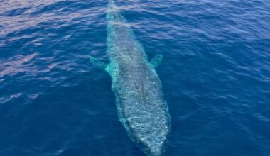 Pygmy&nbsp;blue whale