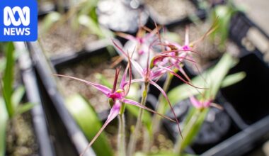 The race to save Australia's rare rosella spider orchid