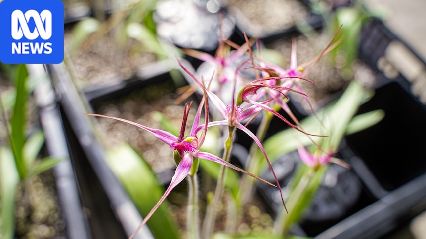 The race to save Australia's rare rosella spider orchid