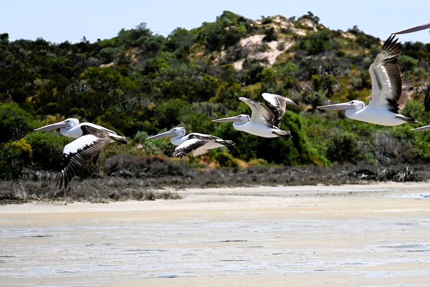 Pelicans in flight at the Coorong