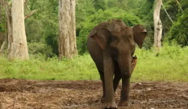 The Supreme Court has directed states to prevent the blockage of elephant corridors – routes used by herds to move between rapidly shrinking habitats.