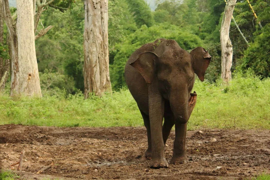 The Supreme Court has directed states to prevent the blockage of elephant corridors – routes used by herds to move between rapidly shrinking habitats.