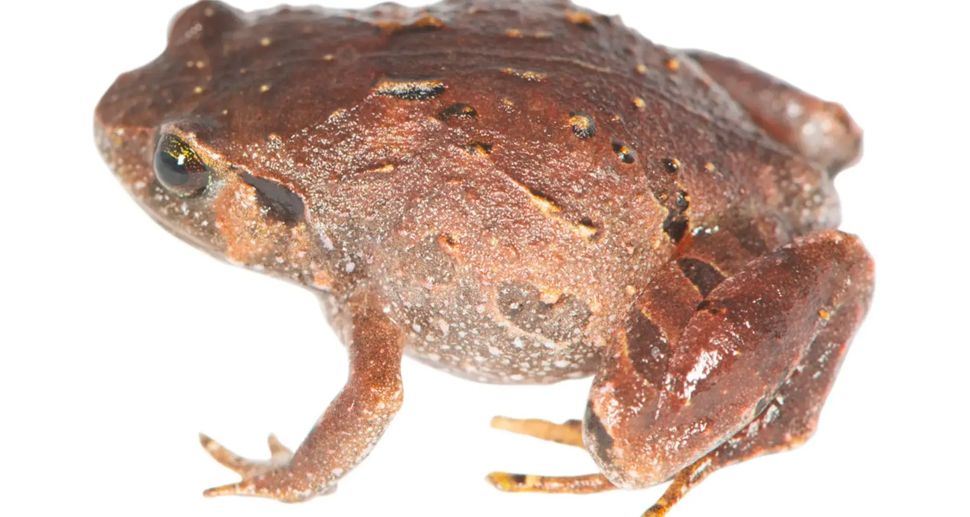 Seven new frog species were hiding beneath Madagascar’s forest floor