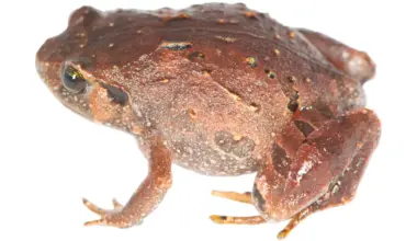 Seven new frog species were hiding beneath Madagascar’s forest floor