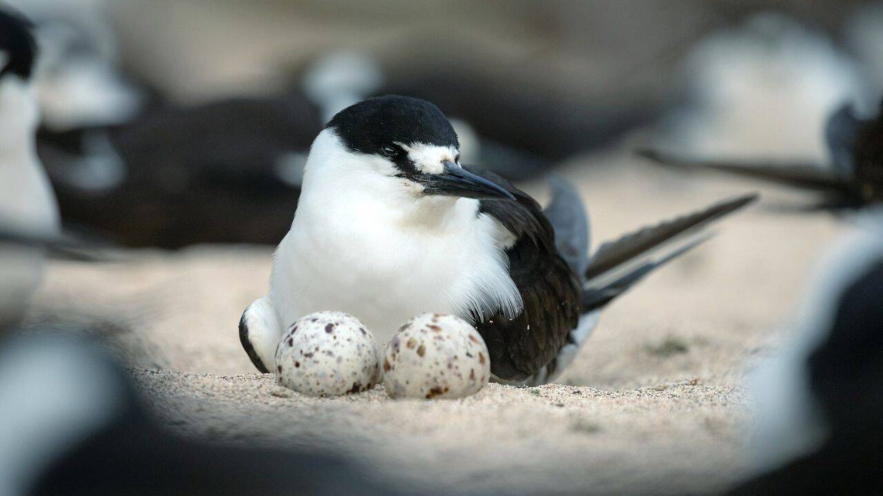 Sooty tern. Image Credit: Marinha do Brasil/Wikipedia Did the seabirds actually return after the cats disappeared