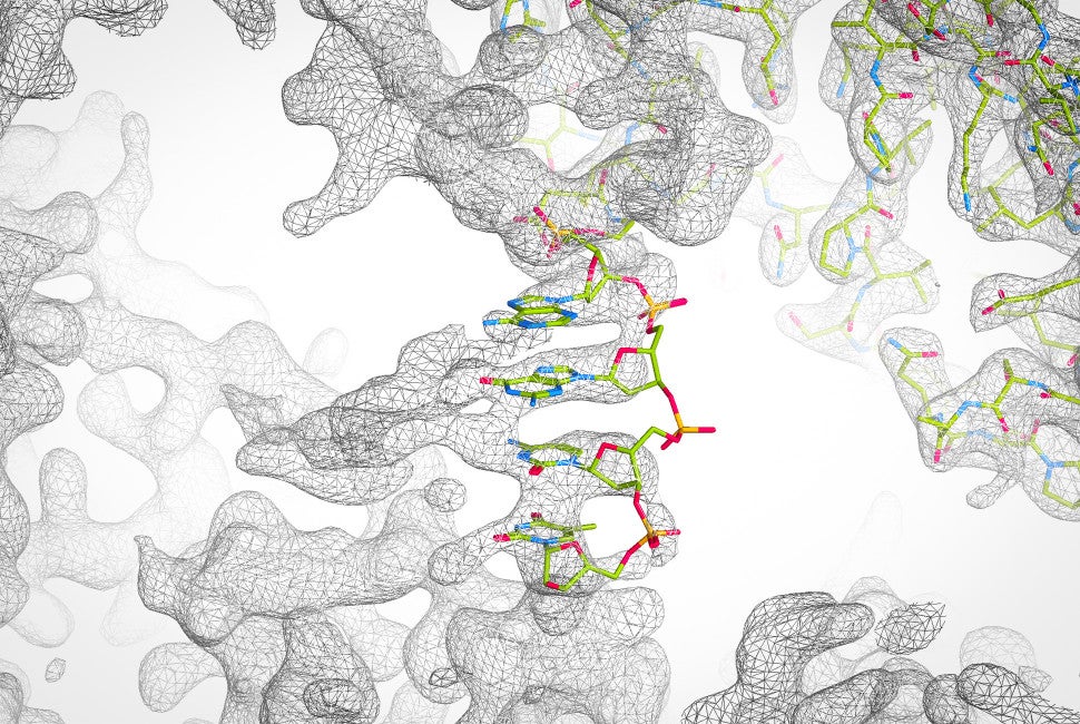 In the new study, Chad Mirkin&rsquo;s team attached short DNA strands to each protein. Then, DNA pulled neighboring proteins together, assembling them into precisely designed crystals. The team also varied key design features &mdash; such as DNA strand length and placement &mdash; to determine how each variable affected crystal formation. Finally, they used X-ray crystallography to examine the resulting crystals. Image courtesy of the Mirkin Research Group