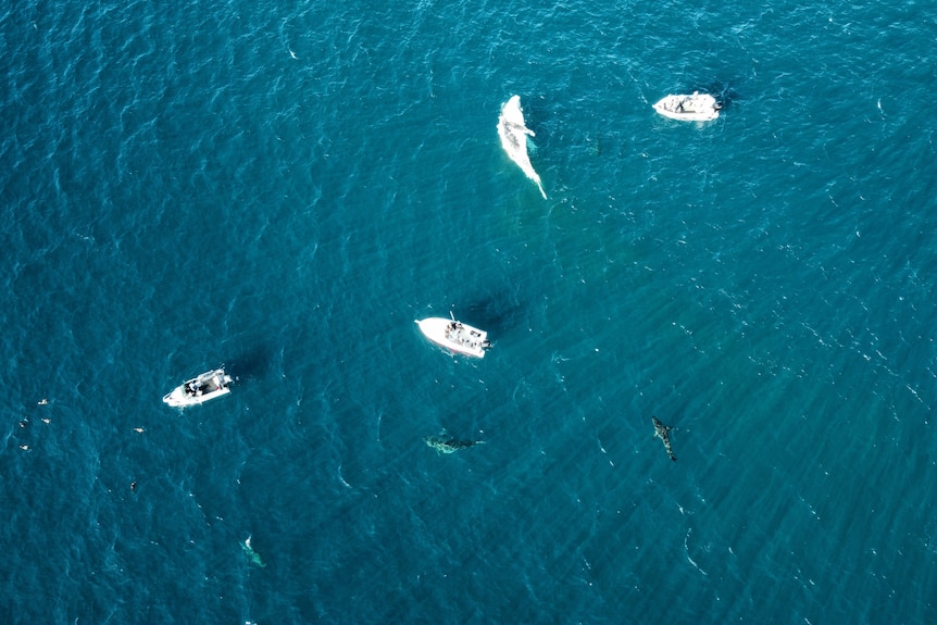 A drone view looking down on a floating dead whale wit three boats and numerous sharks in the water.