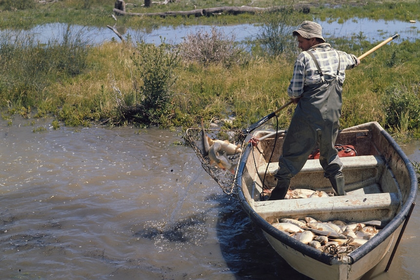 A man in waders, checked shirt and bucket hat pulls a pole and line net filled with carp out of the water.