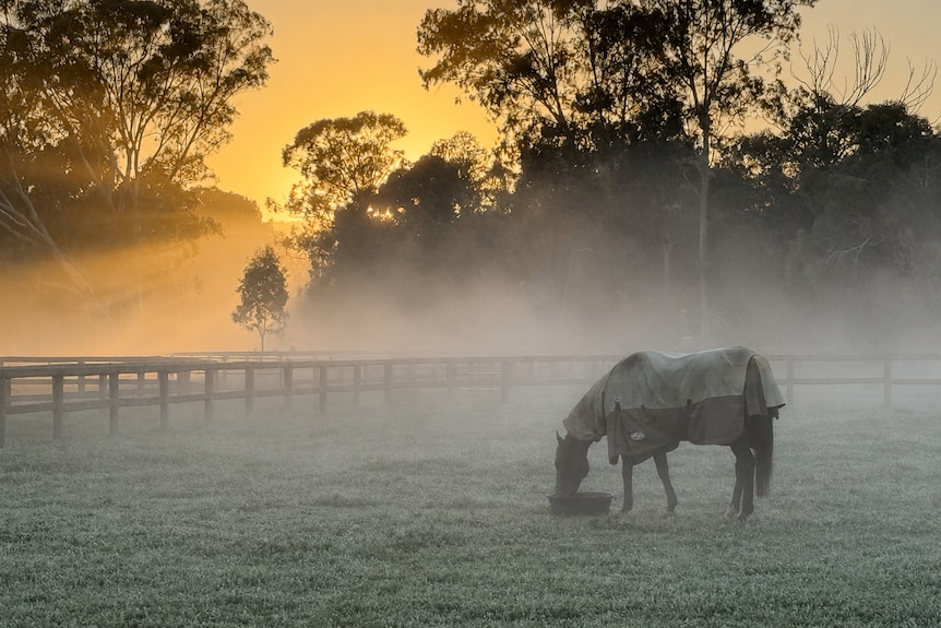 A horse stands on frosty grassy in a paddock at sunrise