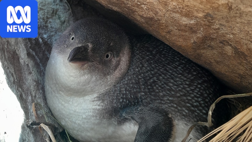 Bird flu's spread has Kangaroo Island on edge, after bushfires and the algal bloom