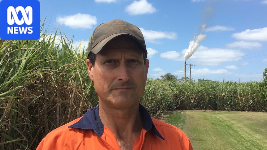 Gold Coast canefarmers 'devastated' after sugar mill terminates contract
