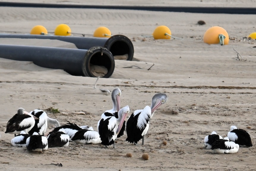 A group of pelicans on a sandy bank with large black industrial pipes in the background