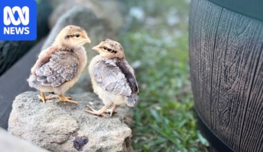 Bird flu fears could increase demand for backyard hens, seller says