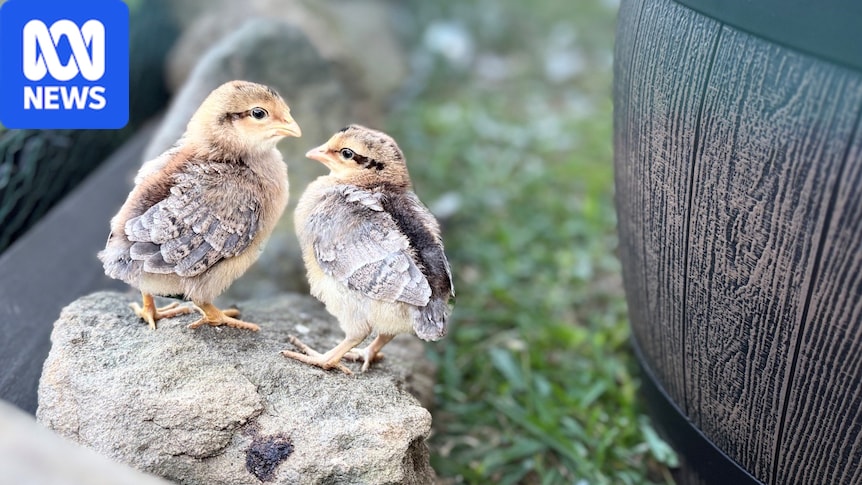 Bird flu fears could increase demand for backyard hens, seller says