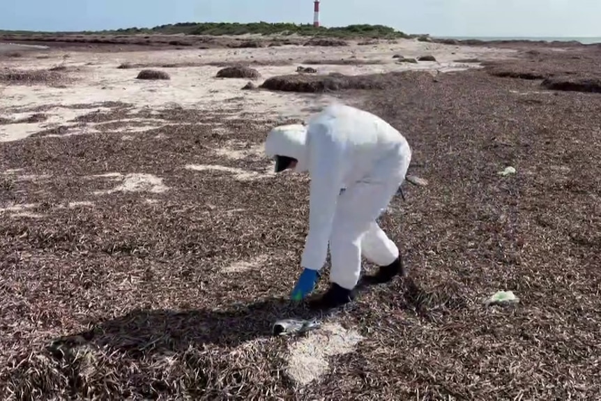 A person in hazmat suit marking small dead bird washed up among dried seaweed