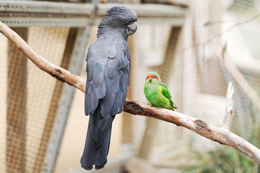 A black cockatoo and a musk lorikeet perch on a branch in an enclosure