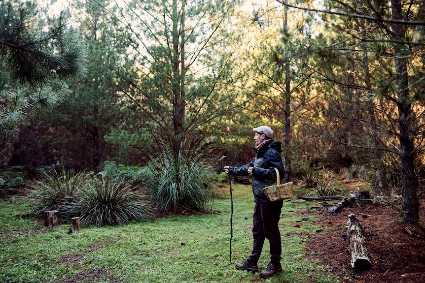 Man walks with a stick in hand, and wicker basket, through a forest. 