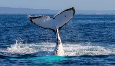 Tongan government investigating the capsize of whale watching boat