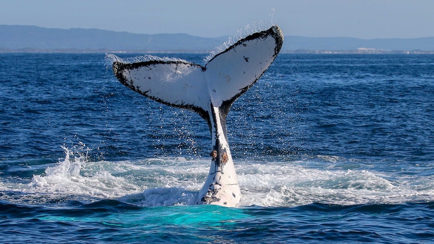 Tongan government investigating the capsize of whale watching boat