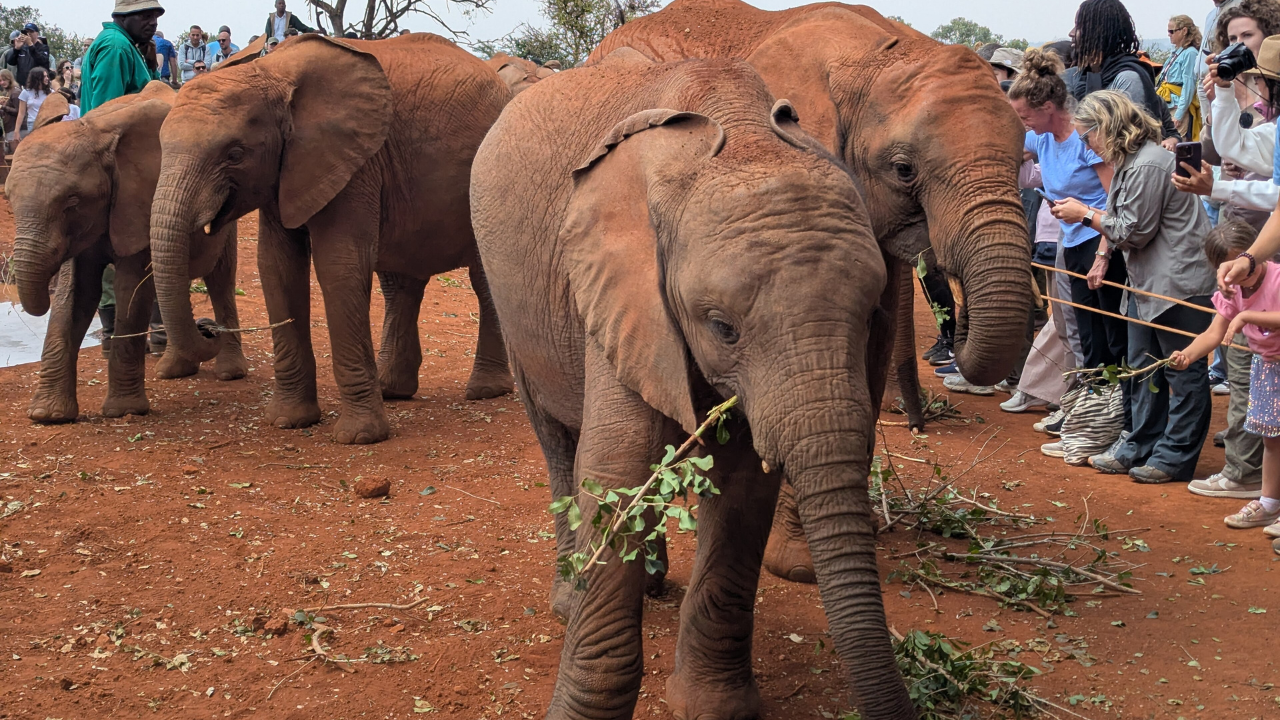 The Shedrick Wildlife Trust in 2025 | Wikimedia Commons elephant (5)