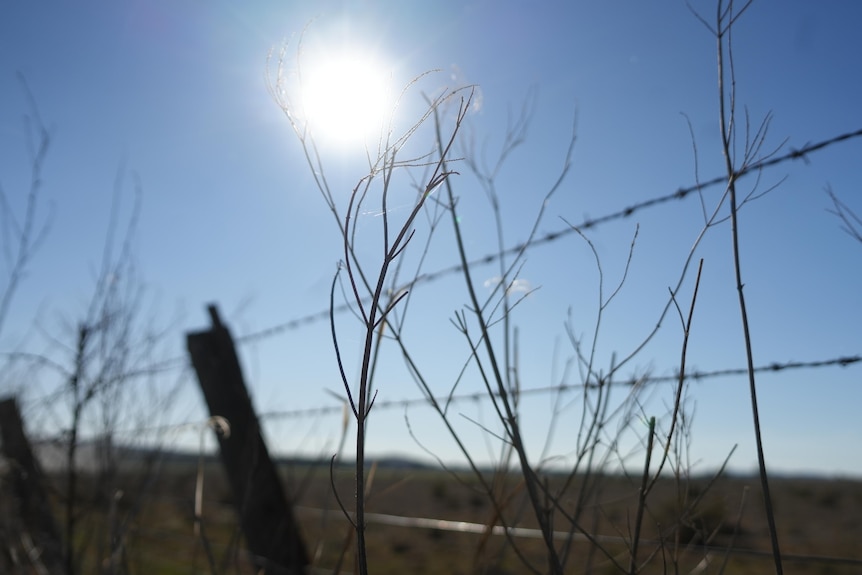 sun glaring over farm fence with dry grass in front