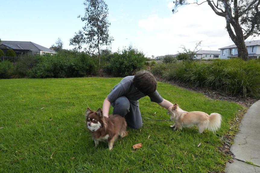 A boy playing with two dogs