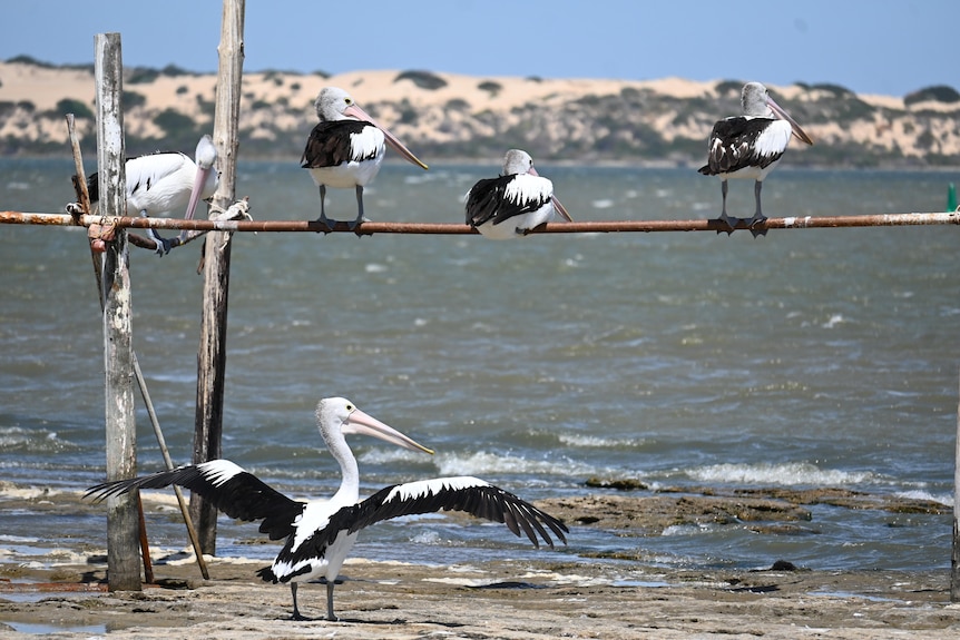 Pelicans perched on a wooden structure near a body of water.