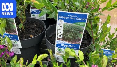 Invasive Species Council calls for popular 'sweetpea' sold at Bunnings to be declared a weed