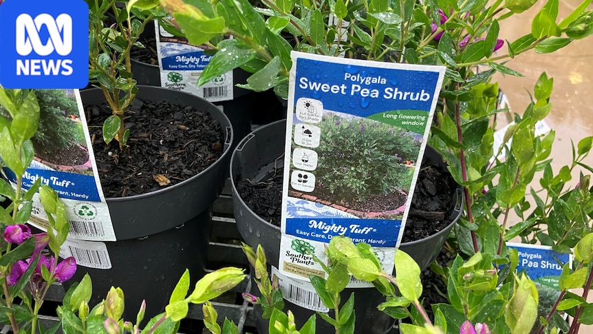 Invasive Species Council calls for popular 'sweetpea' sold at Bunnings to be declared a weed