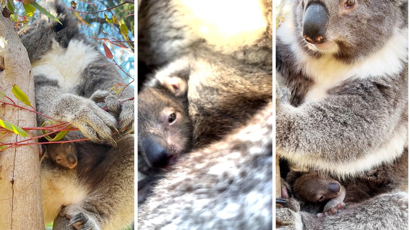 The youngster, believed to have been born around mid-March, is now about five months old and has begun making tentative appearances from its mother’s pouch,