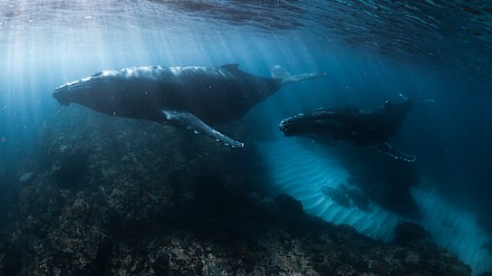 The Exmouth Gulf was an important habitat for humpback whales and other species.