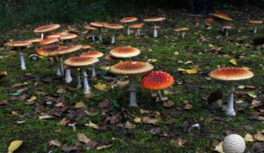 We May Finally Know Why Mysterious Mushroom Fairy Rings Grow in Circles : ScienceAlert