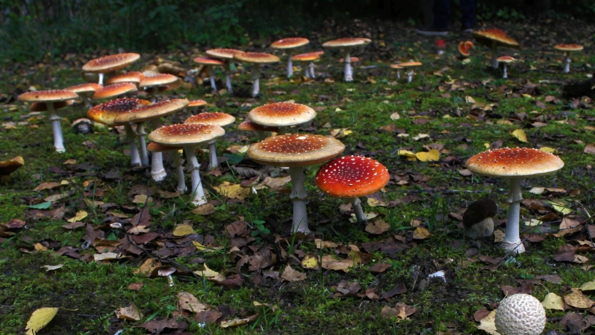 We May Finally Know Why Mysterious Mushroom Fairy Rings Grow in Circles : ScienceAlert