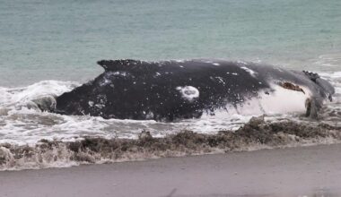 Tragedy as stranded humpback whale dies overnight after getting stuck on Port Kennedy beach