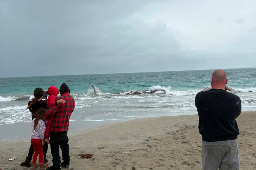 People stand on beach looking at a whale in shallow water