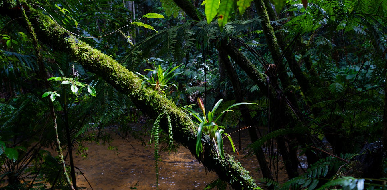 Impact of climate change may be equivalent to 3.3 million years of transformations in tropical vegetation
