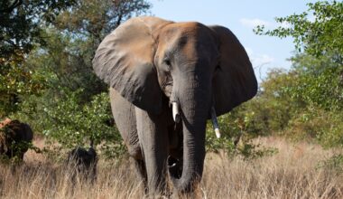 What happens to elephants that stray from Kruger Park? South African policy needs a rewrite
