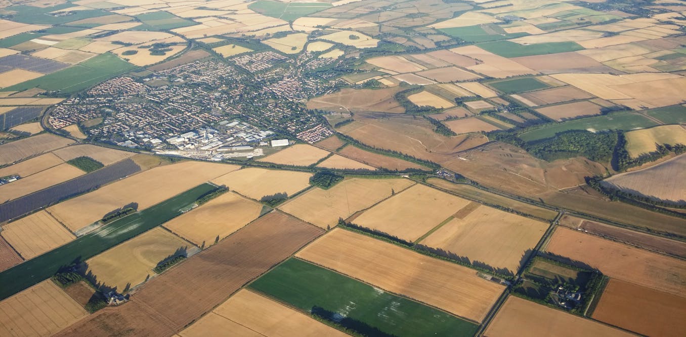 UK drought: crop harvests at severe risk of collapse
